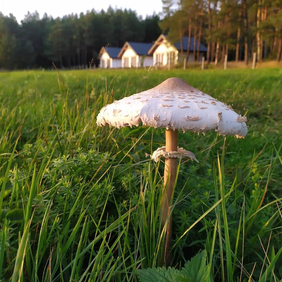 Vila Zurawia Polana Swietajno  Exteriér fotografie